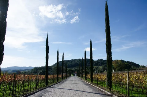 Vinicola Almaunica