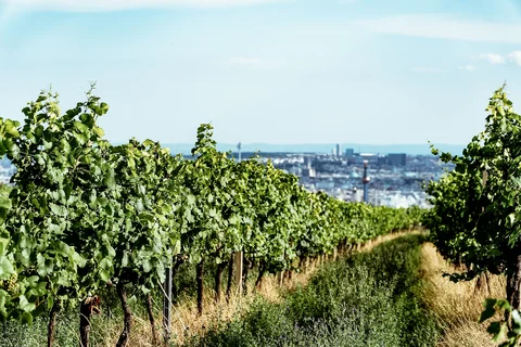 Bioweingut Lenikus