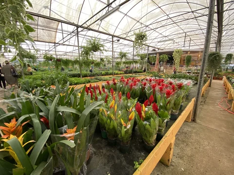 Pronta Flora