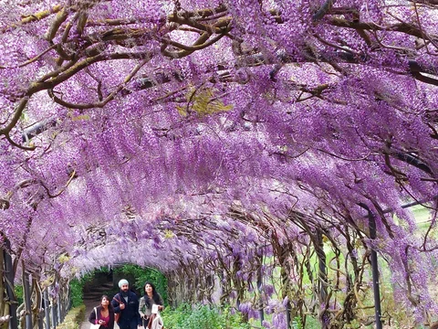 Giardino Bardini