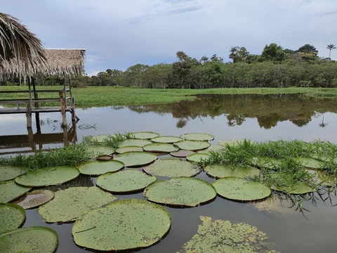 Parque Ecologico Janauari