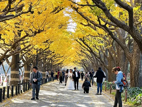 Meiji Jingu Gaien (Ginkgo Avenue)