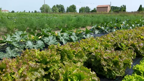 Agriturismo I&S Farm