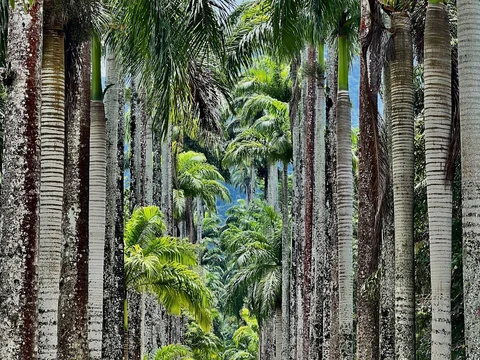 Jardim Botanico do Rio de Janeiro