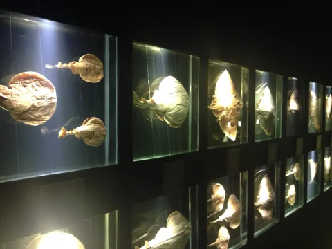 Museu Oceanografico Univali MOVI