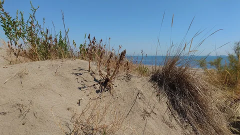 Oasi Naturale Dune degli Alberoni