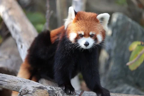 Maruyama Zoo