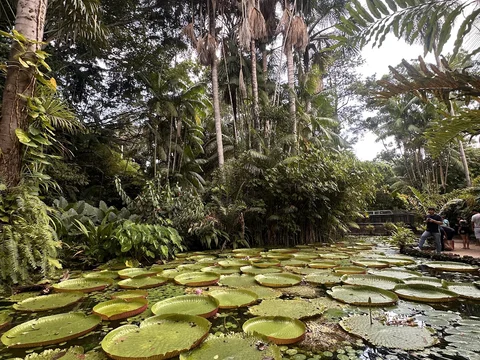 Bosque Rodrigues Alves Jardim Botanico da Amazonia