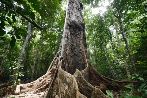 Trilha do Visgueiro