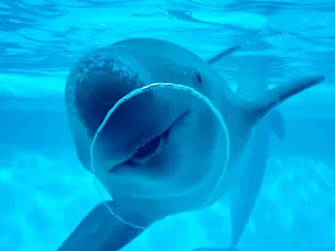Marine World Uminonakamichi