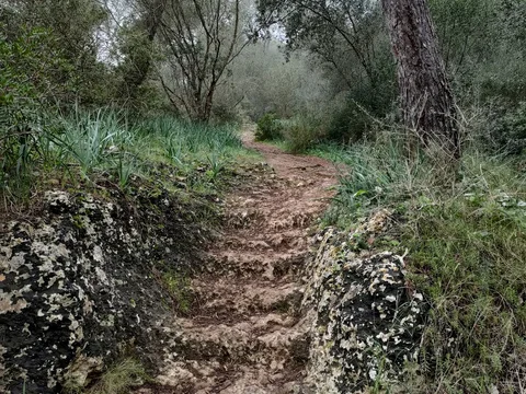Bosque de Bellver