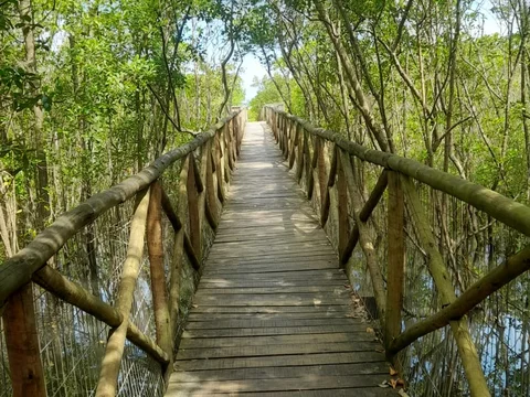 Passarela Ecológica do Rio Guaraú