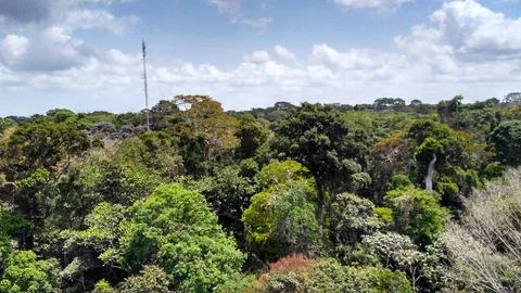 Floresta Nacional do Tapajos