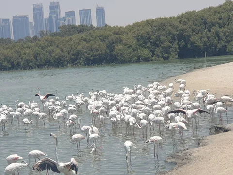 Ras Al Khor Wildlife Sanctuary