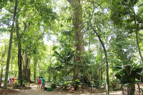 Bosque da Ciencia