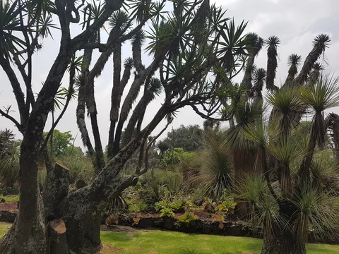 Jardin Botanico del Instituto de Biologia UNAM