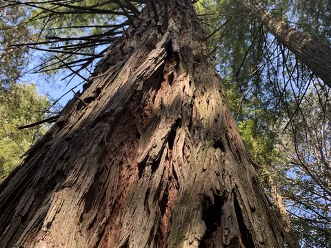 Parque das Sequoias