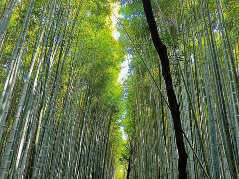 Arashiyama Bamboo Grove