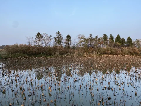 Chongming Dongtan Birds National Nature Reserve
