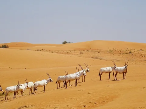 Dubai Desert Conservation Reserve (DDCR)