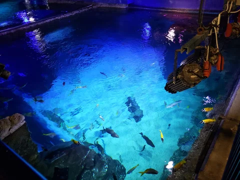 ICON Park - The Wheel e SEA LIFE Orlando Aquarium