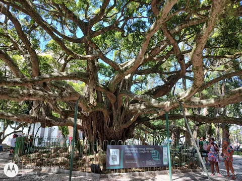 Praça XV de Novembro e Figueira Centenária