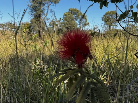 Parque Ecológico do Tororó