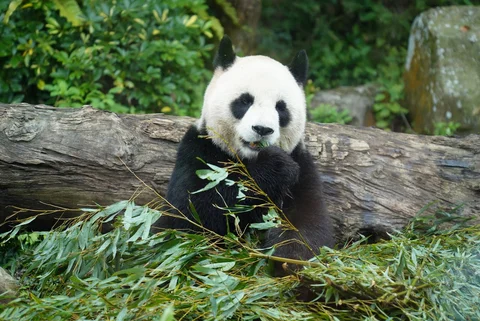 Panda Cafe Taipei Zoo