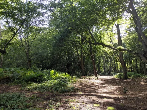 Epping Forest