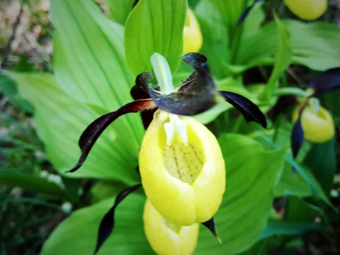 Naturschutzgebiet Pupplinger Au