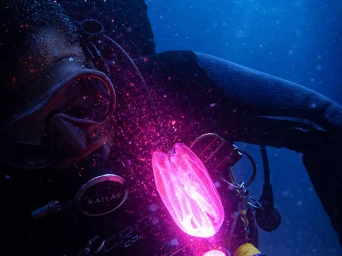 Sandmar Dive