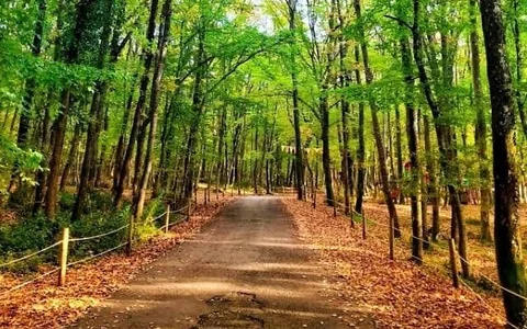 Floresta de Belgrado