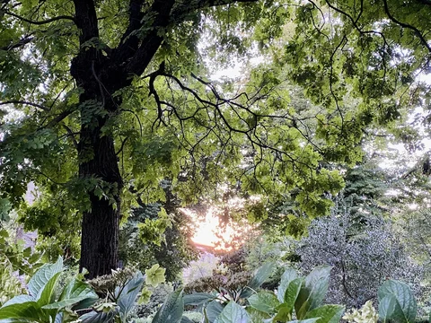 Orto Botanico di Firenze Giardino dei Semplici