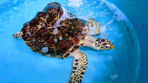 Phuket Marine Biological Center
