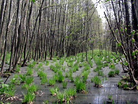 Kampinoski Park Narodowy