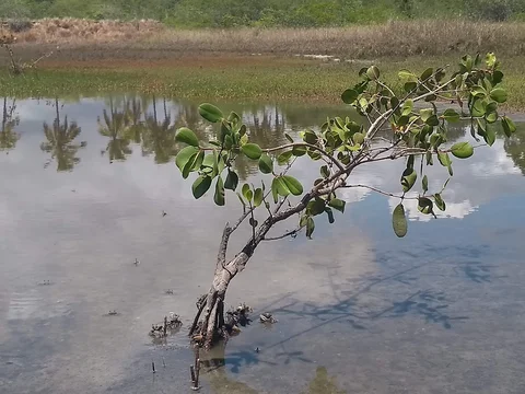 Floresta Nacional de Restinga de Cabedelo