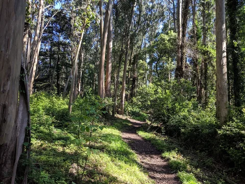 Mount Sutro Open Space Reserve