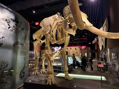 Nevada State Museum Las Vegas