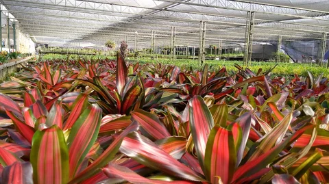 Orquidário Binot