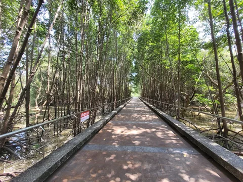 Bang Rong Mangrove Forest Walkway