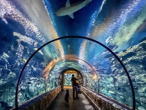 Shark Reef Aquarium