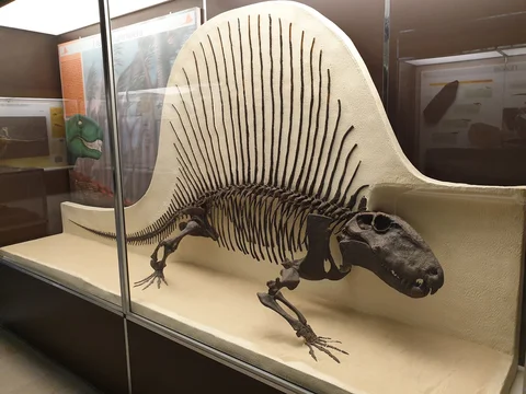 Museo Civico di Storia Naturale di Milano