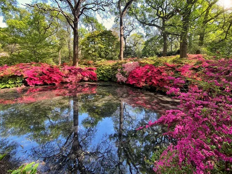 Isabella Plantation