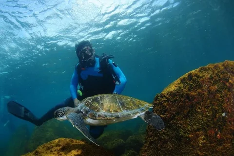Mergulho/Snorkeling na Ilha do Arvoredo