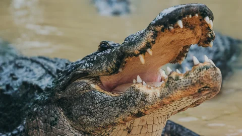Wild Florida Airboats & Gator Park