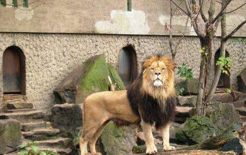 Artis Royal Zoo