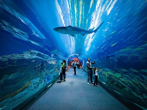 Dubai Aquarium & Underwater Zoo