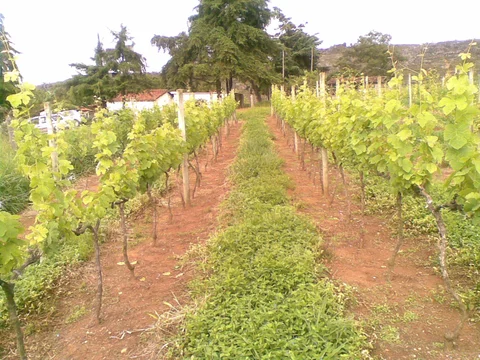 Vinhedo Quinta D'Alva