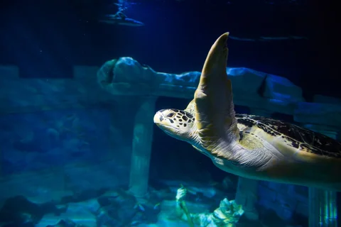 SEA LIFE Porto