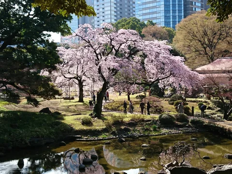 Koishikawa Korakuen Garden